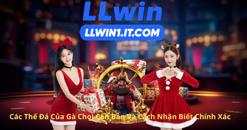 Các Thế Đá Của Gà Chọi Căn Bản Và Cách Nhận Biết Chính Xác